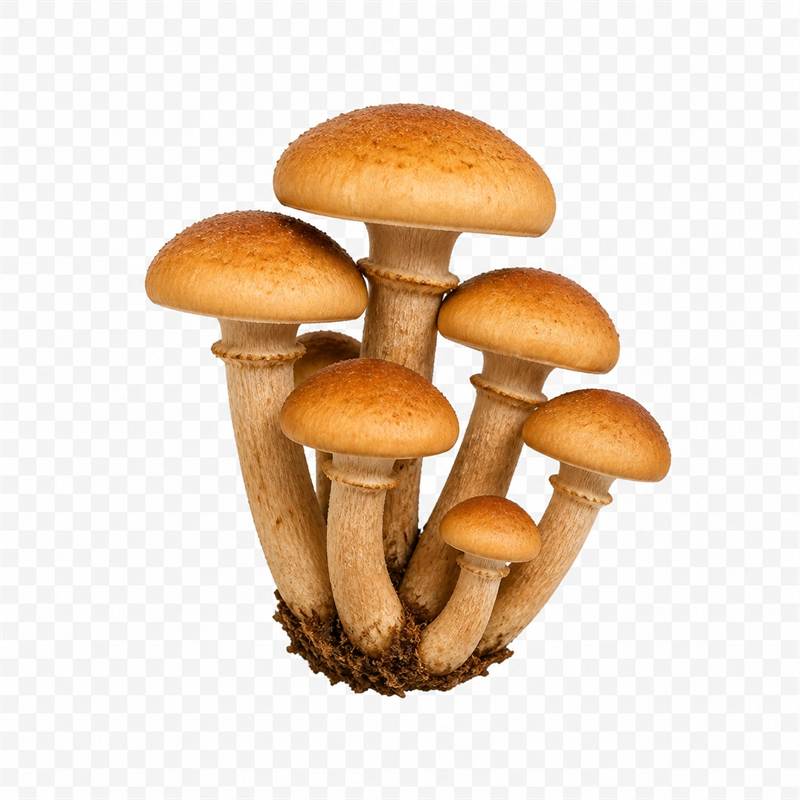 Chiodini - Armillaria mellea
