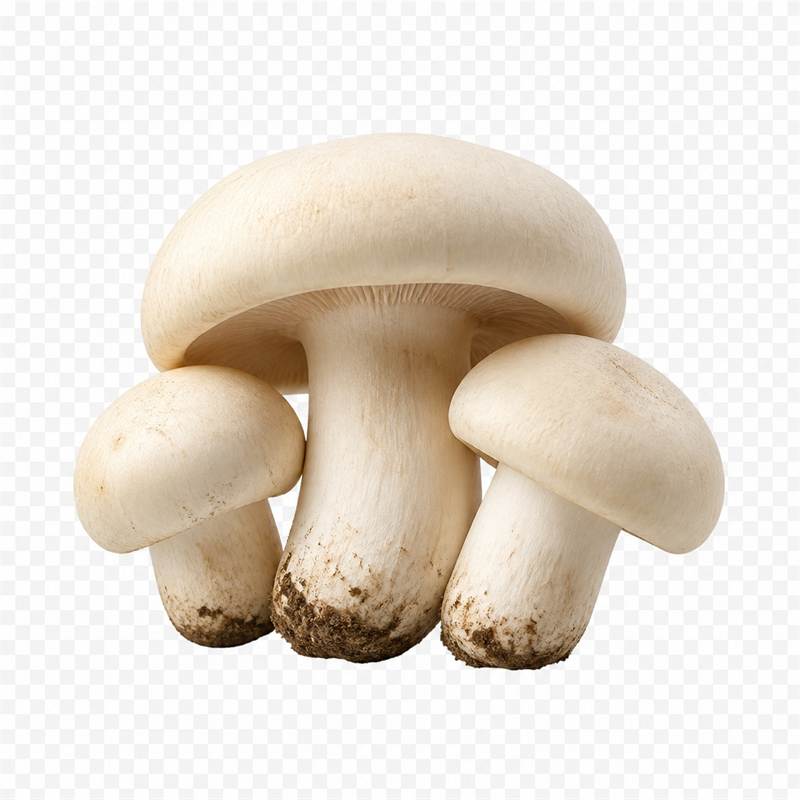 Prugnoli